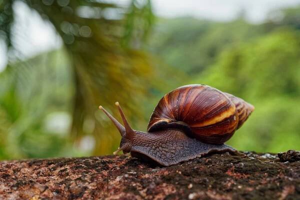 What are Land Snails? - SNAILS 101