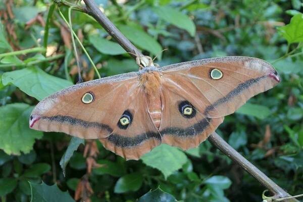 Antheraea montezuma — ‘Montezuma Emperor ‘ | Welcome, visitor!