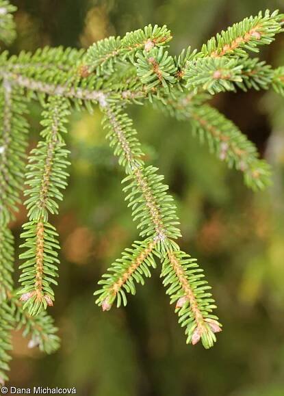 Picea orientalis – smrk východní