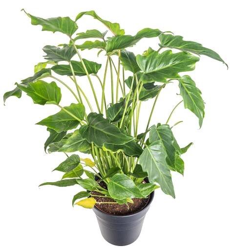 Filodendron, Philodendron Xanadu, květináč 17 cm skladem | ZAZUMi.cz