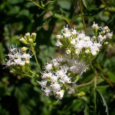 811 Laroe Plant Guide
