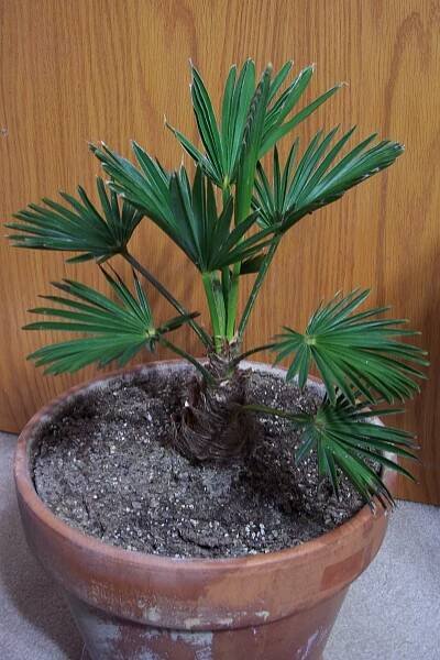 Trachycarpus fortunei 'Wagnerianus'