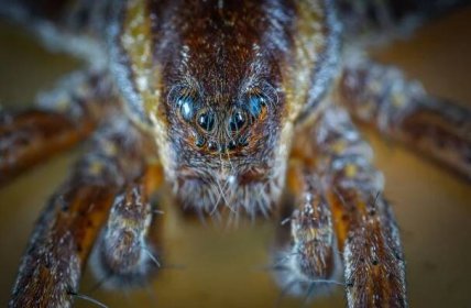 Nejstrašnější pavouk na světě – fotografie a popis