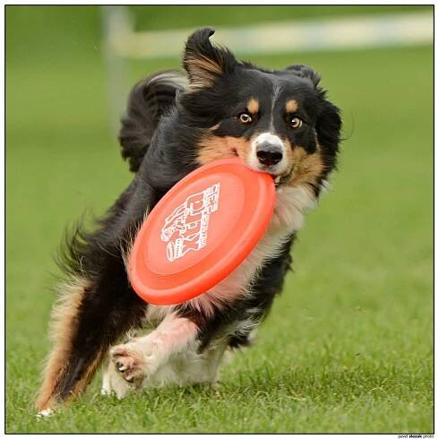 Ulli - Fotoalba - KDDF Tovačov 2013 - mé první letošní dogs frisbee závody