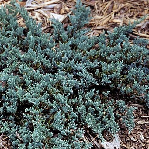 Juniperus horizontalis