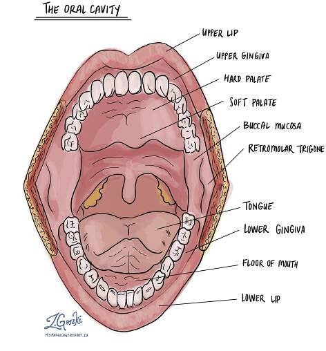What is the oral cavity?