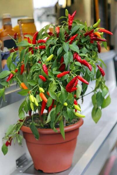 Odla chili! Tips och knep för att få perfekt... | Leva & bo | Alberi da frutto, Fiori, Peperoncino