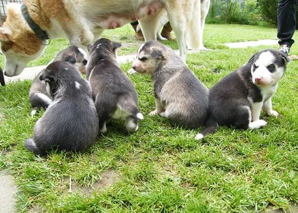 Czech Silver Star Chovná stanice Sibiřských husky