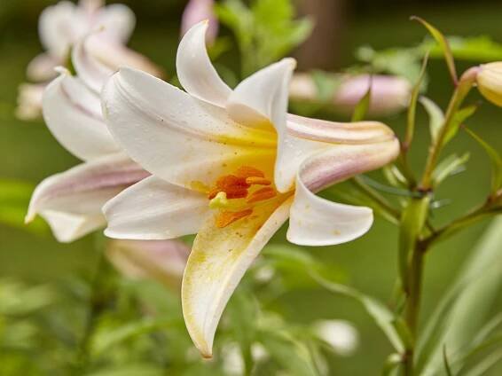 easter lily lilium longiflorum blooming in garden
