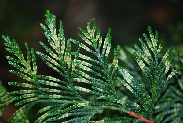Thuja plicata 'Zebrina' - zerav obrovský 'Zebrina - jehlice líc 