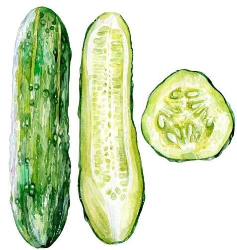 Original Cucumber Painting - 60€ (15 x 15 cm)