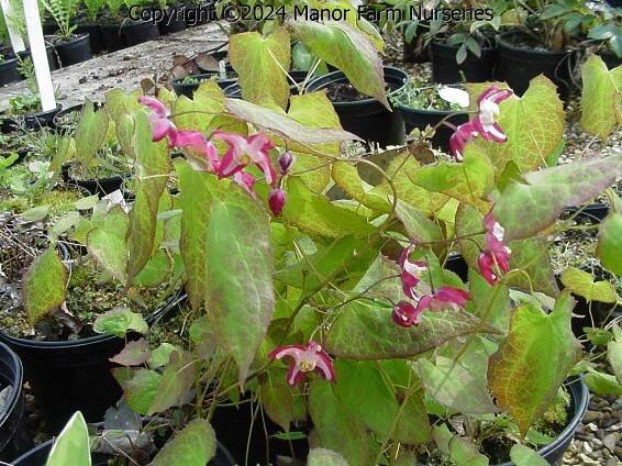 EPIMEDIUM x rubrum