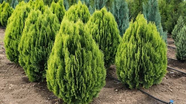 Small Golden Arborvitae shrubs stand side by side, their vibrant golden hue contrasting against the earthy backdrop. In the background, slender shrubs adorned with muted green leaves create a subtle contrast, adding depth to the landscape.