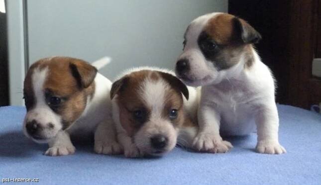 Jack Russell Terrier