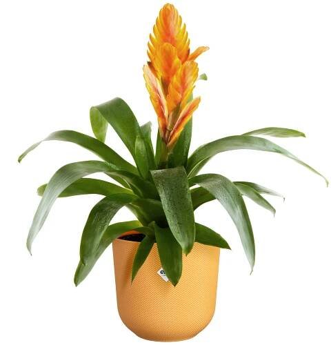 Obal Jazz - amber yellow 23 cm - Zahradní centrum "Strakovo" s.r.o.