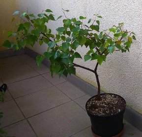Botanicus .: flora : botanika : bonsai :.