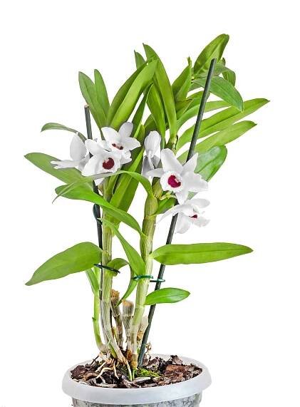 Dendrobium Nobile Orchidee