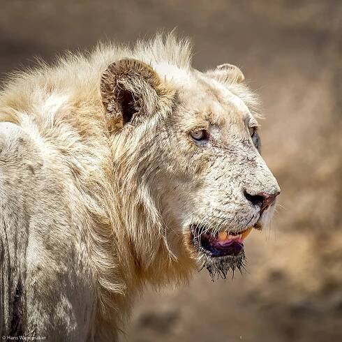 Photographer of the Year 2021 Weekly Selection: Week 17 - Africa Geographic