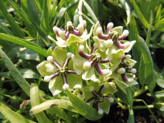 Asclepias asperula - klejicha Zahradnictví Krulichovi - zahradnictví, květinářství, trvalky, skalničky, bylinky a koření