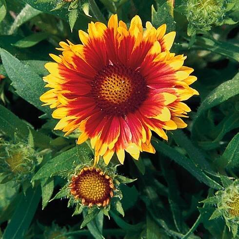  Indian Blanketflower (Gaillardia pulchella) produces pom-pom like seed heads. 
