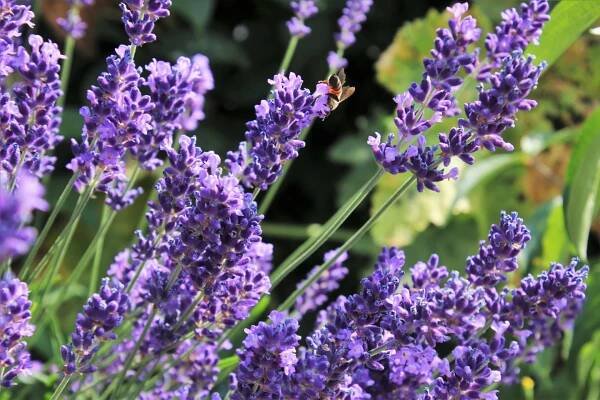 Březnový výsev léčivých bylin: Levandule lékařská (Lavandula angustifolia) je všestrannou rostlinou, která nám nabízí krásný vzhled a okouzlující vůni, ale také spousty pozitivních léčivých účinků. 2