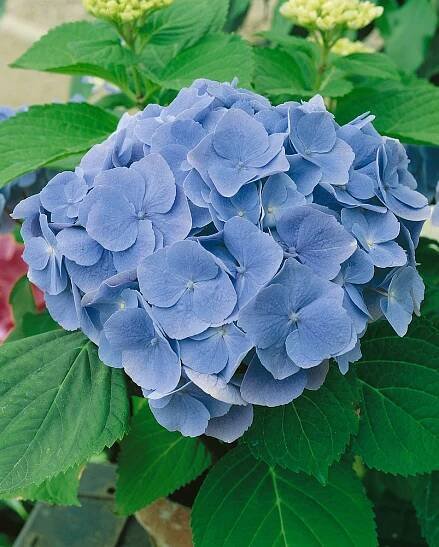 Hydrangea macrophylla 'Bodensee'