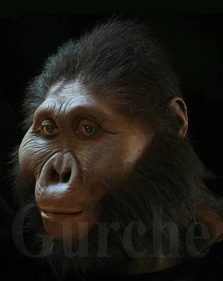 Paranthropus boisei male