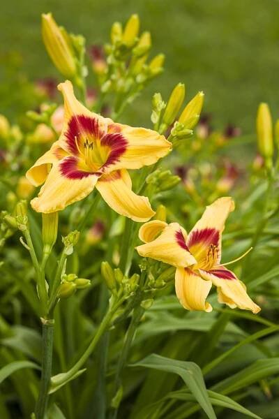 Rainbow Rhythm® 'Tiger Swirl' - Daylily - Hemerocallis hybrid | Proven Winners