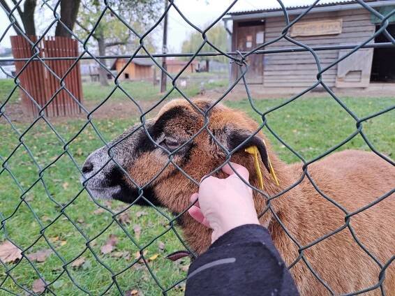 Jižanský dvorek – největší bezplatná ZOO v Brně - Brněnská máma