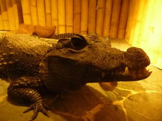 Přírodovědný kroužek (pokročilí) - Krokodýlí zoo v Holešovicích