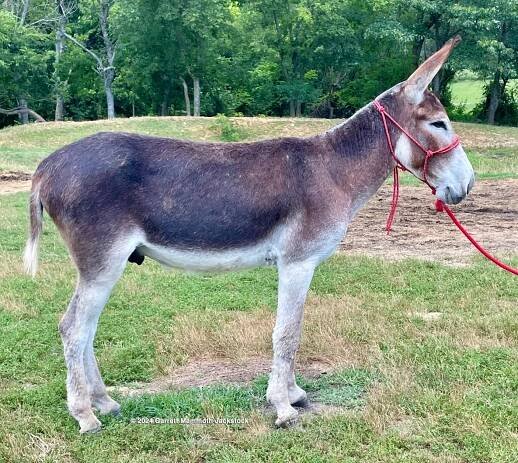 Rocky saddle donkey photo, 2024