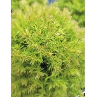 Obrázek produktu pro Túje/zerav západní FloraSelf Thuja occidentalis 'Teddy' 5-10 cm květináč Ø 10 cm