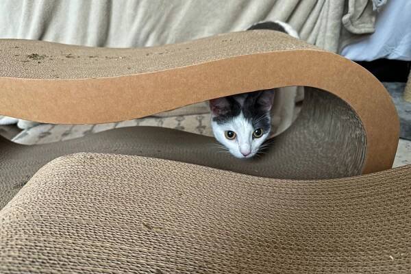A cat peeks through the Modkat Cat Scratcher Lounge Set