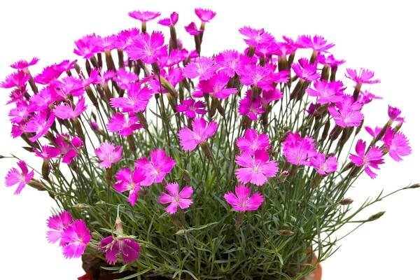 Beautiful carnation flowers in a pot. 