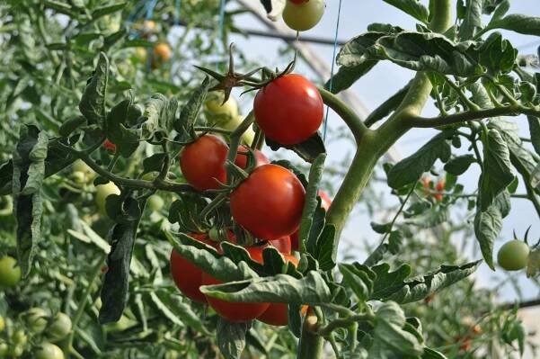 The Best Tomato Fertiliser in Australia (and How to Use it)