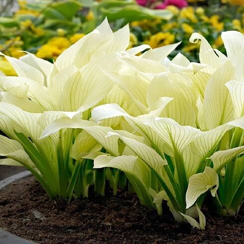 Bohyška - Hosta WHITE FEATHER
