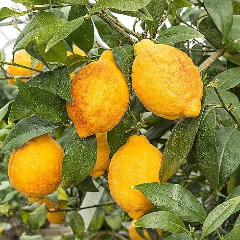 Citron-Lemon - Oscar Tintori - Nurseries Worldwide - Citrus Plants