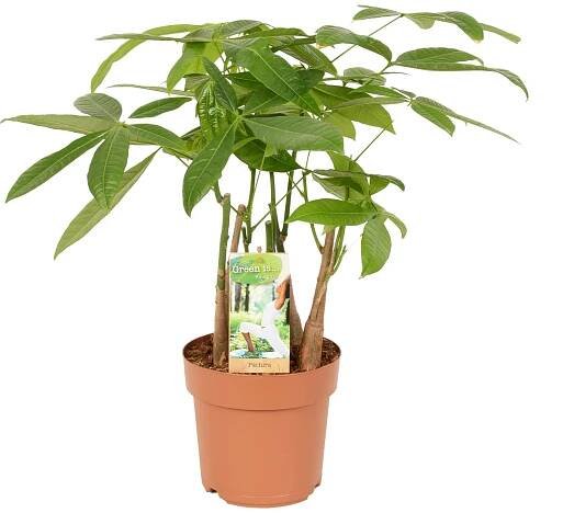 Pachira vodní výška cca 50-55 cm průměr květináče cca 17 cm Pachira aquatica