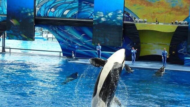 Is Jessica Radcliffe Still Alive? Here are the Real-Life Incidents Said to Have Inspired the Fake Orca Death Video