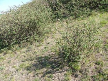 Skalník celokrajný (Cotoneaster integerrimus)