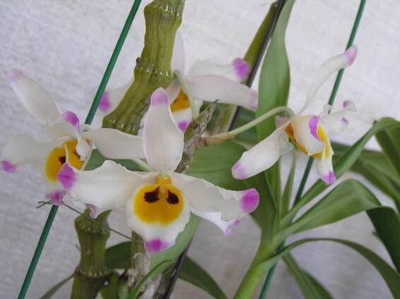 Dendrobium wardianum