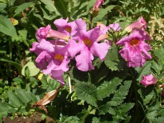 Inkarvilea | Dvojostice | Incarvillea