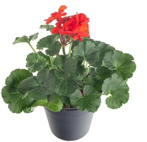 Muškát vzpřímený, Pelargonium zonale, červený, průměr květináče 10 - 12 cm | ZAZUMi.cz