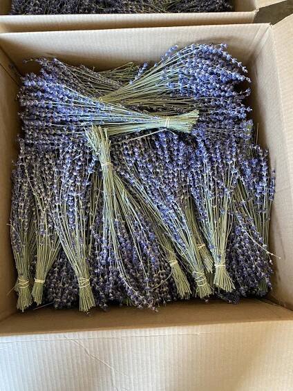 Lavender 