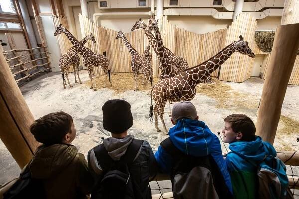 Zoo Ostrava přišla o žirafu. Samec uhynul. Byl druhý nejstarší v ČR