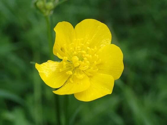 Obrázek - Ranunculaceae (pryskyřníkovité) | BioLib.cz