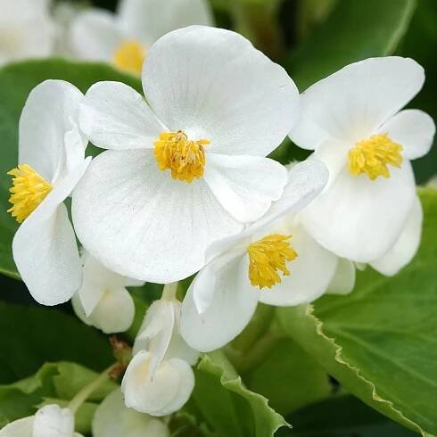 Begónie Superstar F1 White - Begonia semperflorens - semena begónie - 20 ks od 37 Kč - Heureka.cz