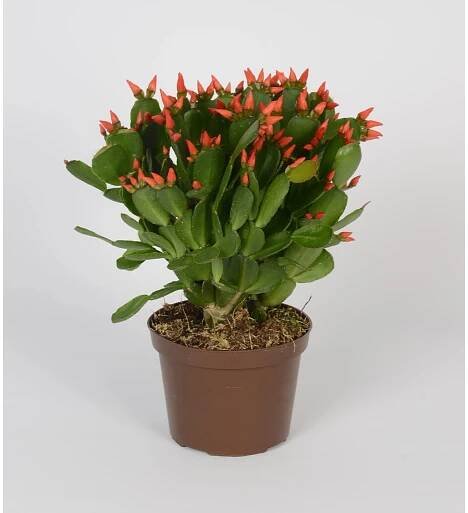Velikonoční kaktus Fire, směs barev, květináče cca 11,5 cm, Rhipsalidopsis