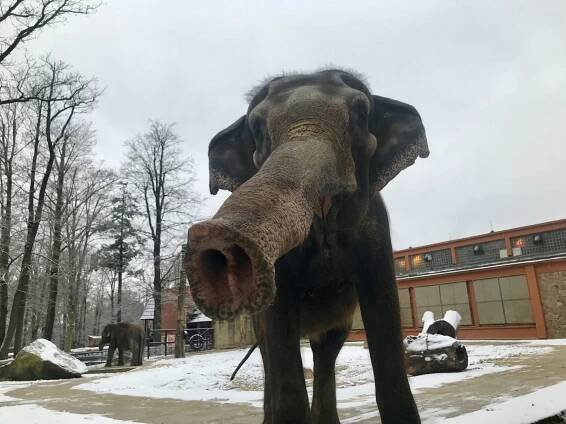 Liberecká zoo přišla o druhého nejstaršího slona v Česku. Rání museli utratit kvůli nemoci