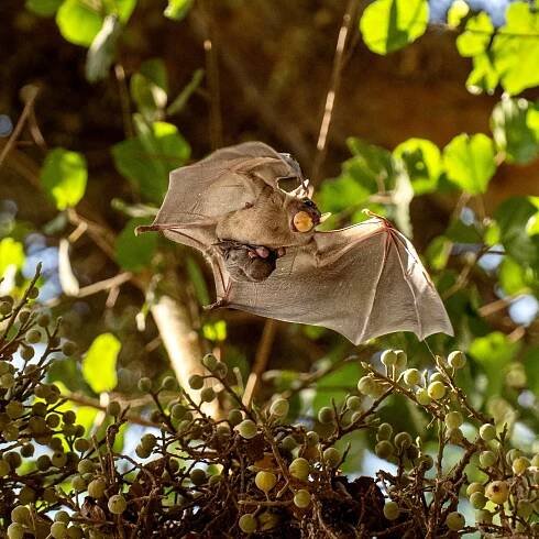 How Bat Moms Give Bat Pups Their Sense of Direction
